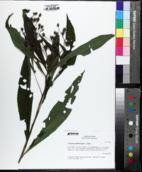 Vernonia noveboracensis image