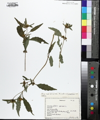 Bidens tripartita image