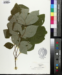 Fraxinus biltmoreana image