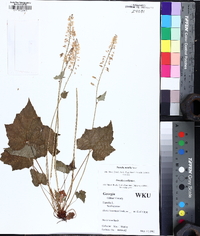 Tiarella nautila image