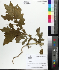 Datura stramonium image