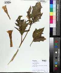 Datura stramonium image