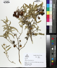 Solanum elaeagnifolium image