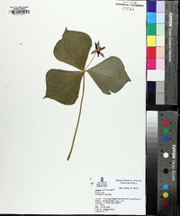 Trillium flexipes image