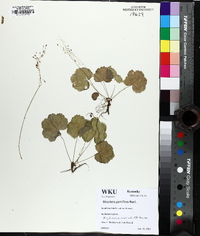 Heuchera parviflora image