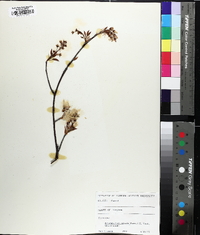 Amelanchier laevis image