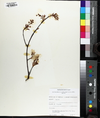 Amelanchier laevis image