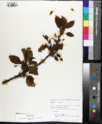 Prunus avium image