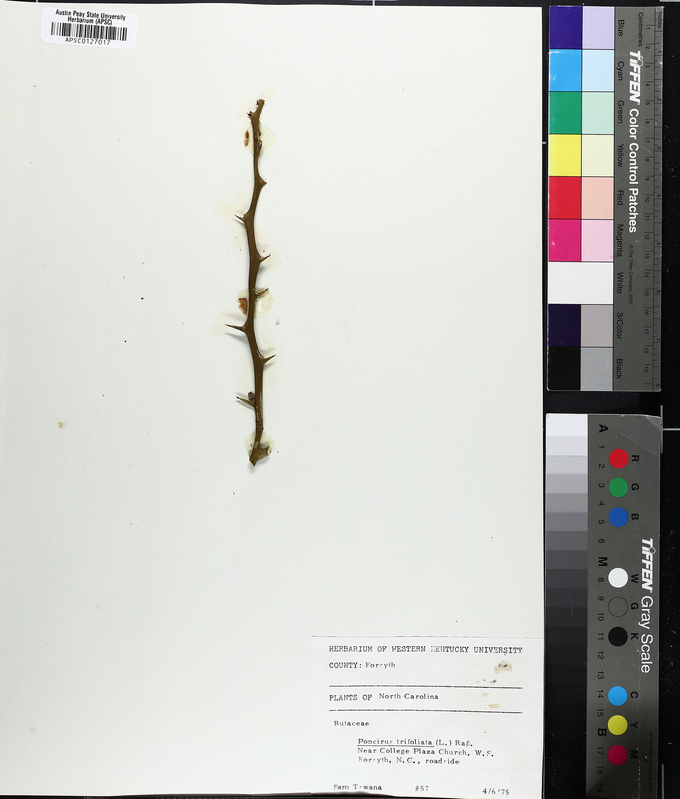 Citrus trifoliata image