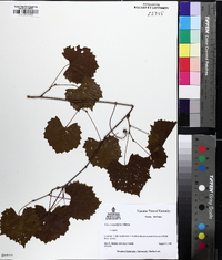 Muscadinia rotundifolia image