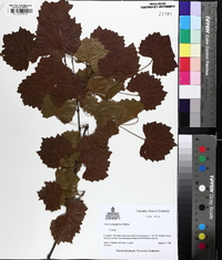 Muscadinia rotundifolia image