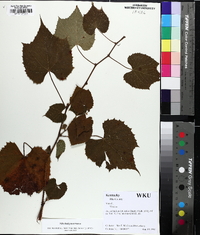 Vitis baileyana image