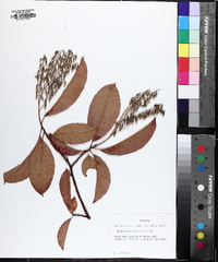 Oxydendrum arboreum image