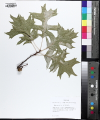 Quercus palustris image