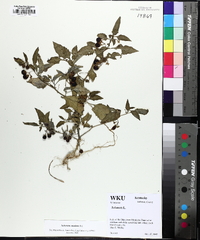 Solanum emulans image