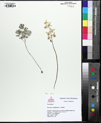 Dicentra cucullaria image