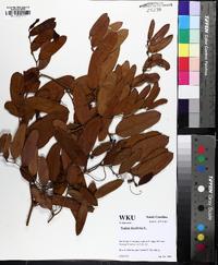 Smilax laurifolia image
