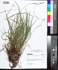 Carex striatula image