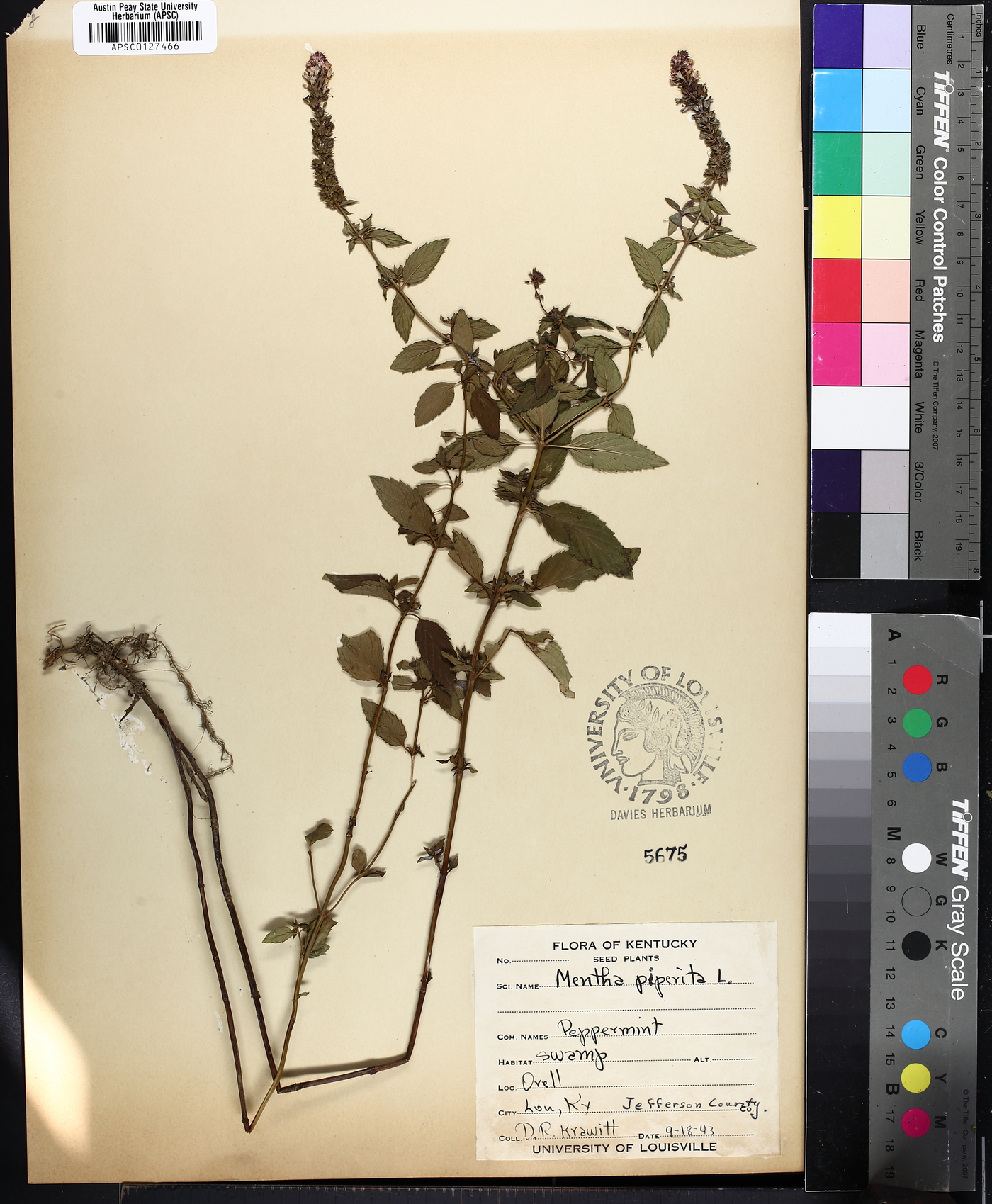 Mentha × piperita image