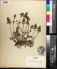 Lamium purpureum image