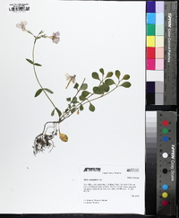 Phlox stolonifera image