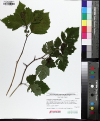 Crataegus pennsylvanica image