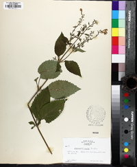 Scutellaria incana image