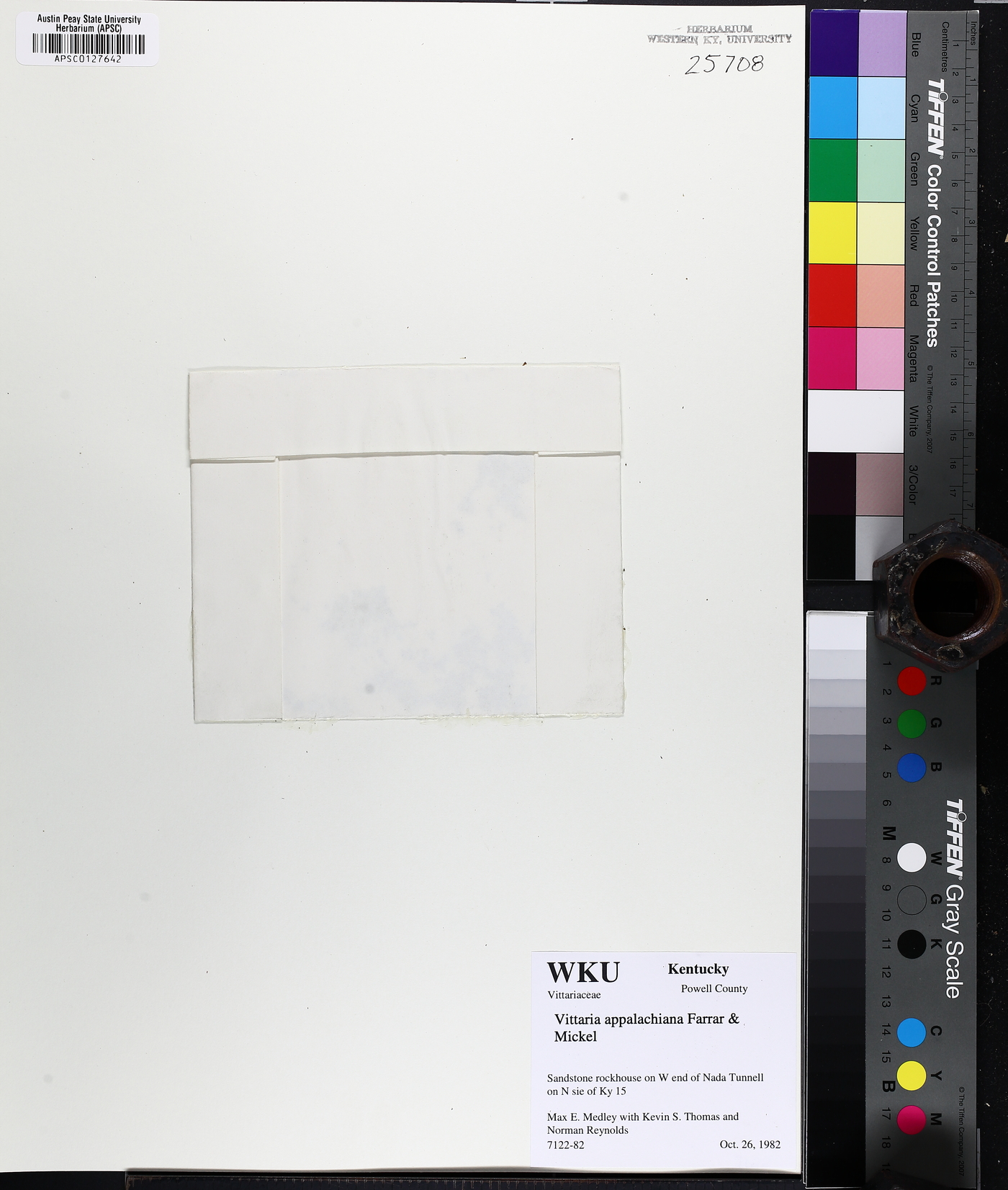 Vittaria appalachiana image