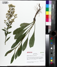 Solidago arenicola image