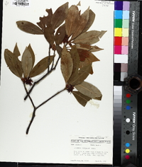 Illicium floridanum image