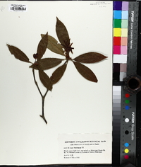 Illicium floridanum image