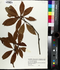 Illicium floridanum image