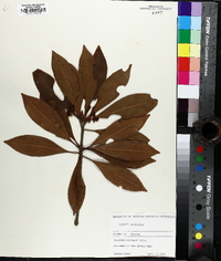 Illicium floridanum image