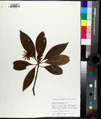 Illicium floridanum image