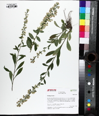 Solidago bicolor image