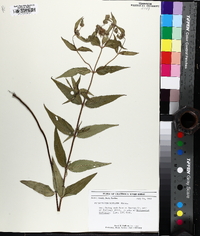 Pycnanthemum montanum image