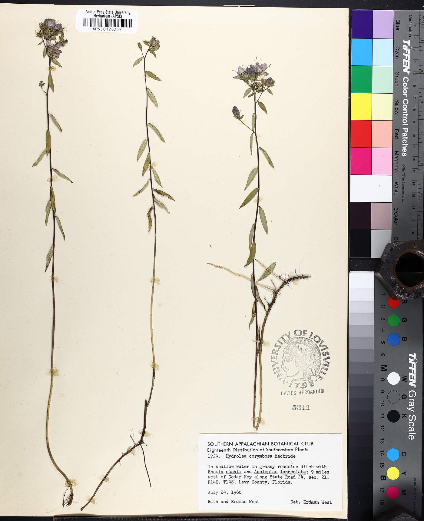 Hydrolea corymbosa image