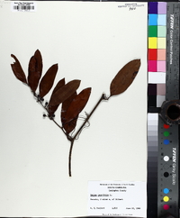 Smilax laurifolia image