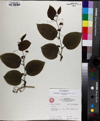 Smilax tamnoides image