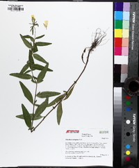 Oenothera tetragona image