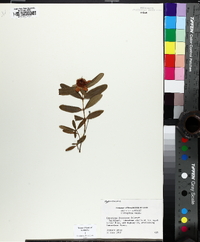 Hypericum frondosum image