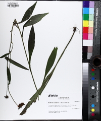 Rudbeckia acuminata image
