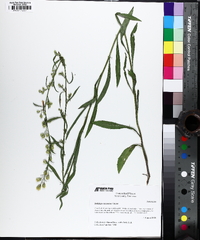 Solidago racemosa image