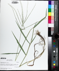 Digitaria ciliaris image