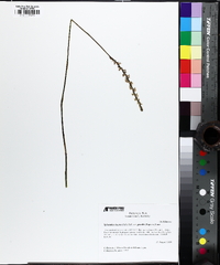 Spiranthes lacera image