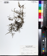 Juncus repens image