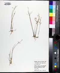 Juncus pelocarpus image