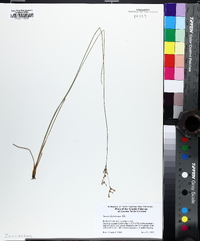 Juncus dichotomus image