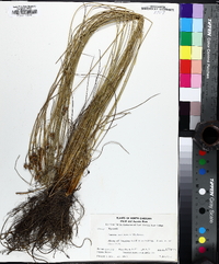 Juncus coriaceus image