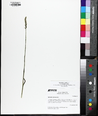 Spiranthes ovalis var. erostellata image